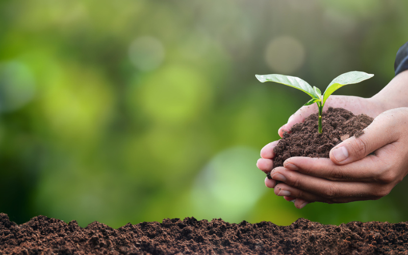 Planting the Way Towards a Sustainable Future